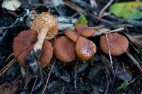 Lactarius rubidus image