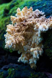 Hericium coralloides image