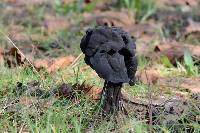 Helvella lacunosa image