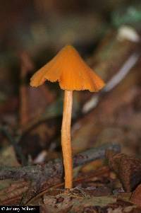 Conocybe tenera image