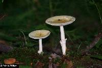 Amanita brunnescens image