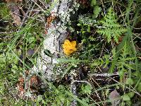 Tremella aurantia image