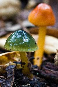 Hygrocybe psittacina var. psittacina image