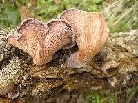 Image of Lentinus conchatus