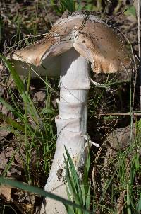 Amanita velosa image