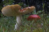 Amanita muscaria image