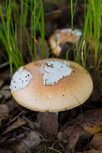 Amanita velosa image