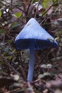 Entoloma hochstetteri image