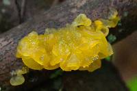 Tremella mesenterica image