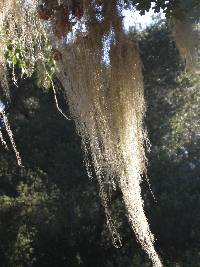 Ramalina menziesii image