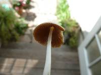 Conocybe apala image