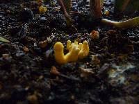 Image of Lepiota lutea