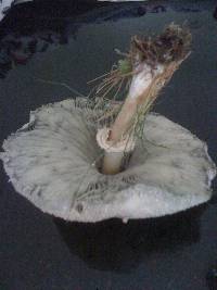 Chlorophyllum molybdites image