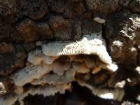 Image of Auricularia aurantiaca