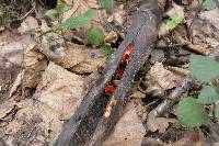 Sarcoscypha coccinea image