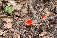 Sarcoscypha coccinea image