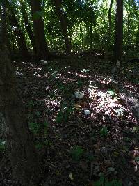 Calvatia gigantea image