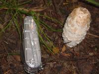 Coprinus comatus image