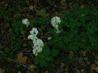 Calvatia gigantea image