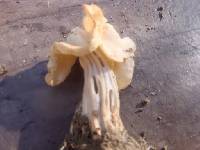 Helvella crispa image