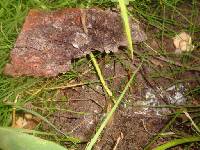 Helvella crispa image