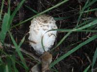 Coprinus comatus image