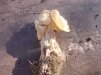 Helvella crispa image