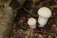 Lycoperdon perlatum image