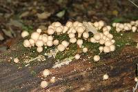 Lycoperdon pyriforme image