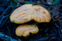 Cantharellus californicus image