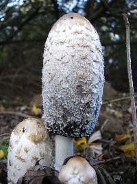 Coprinus comatus image