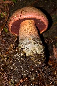 Boletus pulcherrimus image