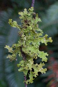 Lobaria pulmonaria image