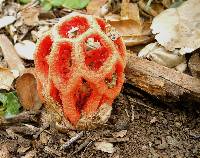 Image of Clathrus cancellatus