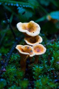 Hygrophoropsis aurantiaca image