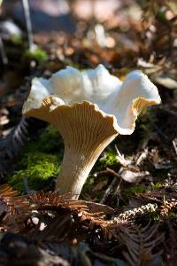 Image of Cantharellus subalbidus