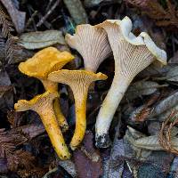 Image of Cantharellus formosus