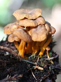 Image of Cantharellus infundibuliformis