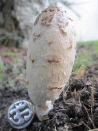 Coprinus comatus image