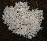 Hericium coralloides image