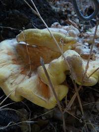 Laetiporus gilbertsonii image