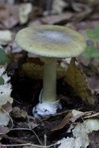 Amanita phalloides image