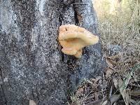 Image of Laetiporus gilbertsonii