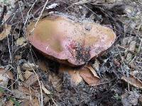 Boletus eastwoodiae image