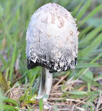 Coprinus comatus image