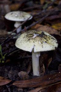 Amanita phalloides image