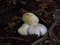 Amanita phalloides image