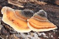 Trametes versicolor image