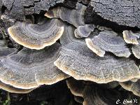 Trametes versicolor image