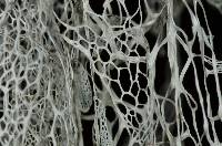 Ramalina menziesii image